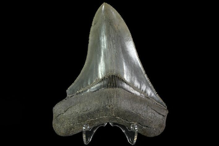 Serrated, Fossil Megalodon Tooth - Georgia #78908